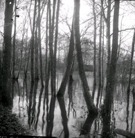 Träd i vatten, översvämning? 1890-tal