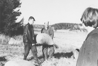 Knut Jansson lastar säd med hjälp av sommargäster, vid Stäket i Sorunda socken omkring 1960