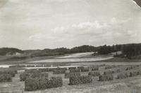 Skörd på Berga Mellangård år 1942