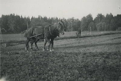 Hästar på en åker