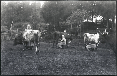 Middagsmjölkning i Enby hage år 1925