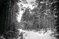 Skogslandskap vintertid