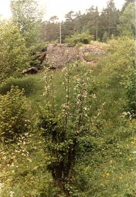 Äppelträd, Lilla Uttervik