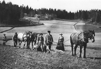 Potatissättning vid Bygd i Bälinge på 1920-talet