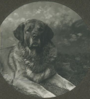 Porträtt av en hund