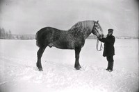 Kusken Andersson med häst, Ökna säteri i Floda socken