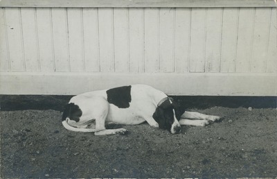 Hund ligger på marken framför byggnad