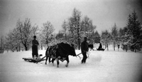 Släde dragen av oxe, män och en hund vintertid