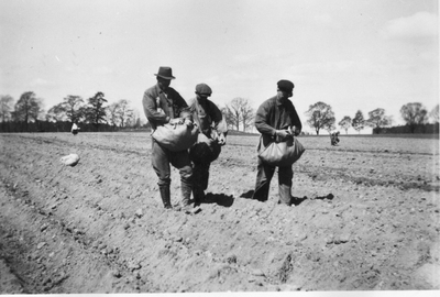 Potatissättning på Hagbyberga, 1940-tal