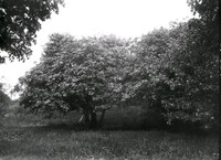 Hagtornsträden vid Nyköpingshus, foto från juni 1920