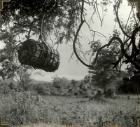 Tunnformad bikupa upphängd i träd, Etiopien omkring 1935