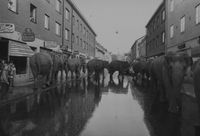Elefantparad på Östra Storgatan, Nyköping